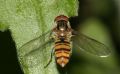 Episyrphus balteatus